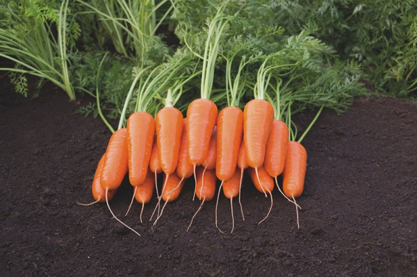 Лучшие сорта моркови для Подмосковья – секреты щедрого урожая
